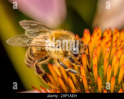 Nahaufnahme einer Echinacea-Blüten bestäubenden Honigbiene Stockfoto