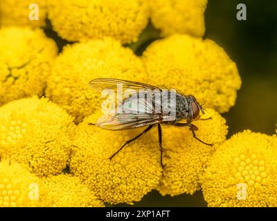 Nahaufnahme einer europäischen Drohnenfliege, die auf einer tansy-Blume sitzt Stockfoto