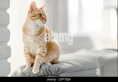 Porträt einer Ingwerkatze, die auf dem Sofa sitzt. Flacher Fokus. Kopierraum. Stockfoto