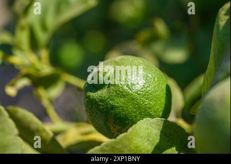 Grüne Zitronen auf einem Ast mit Zitronen, die nicht scharf sind Stockfoto