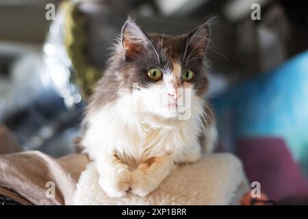 Eine schöne Katze mit auffälligen grünen Augen liegt bequem auf einer weichen Decke und genießt ihre Zeit an einem gemütlichen und warmen Ort Stockfoto