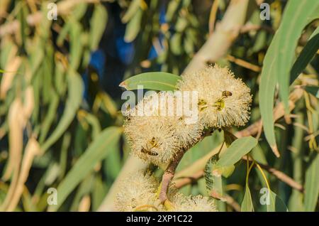 Honigbiene auf Eukalyptusblume Stockfoto