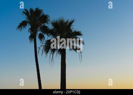 Silhouetten von zwei tropischen Palmen vor dem Sonnenuntergang. Stockfoto