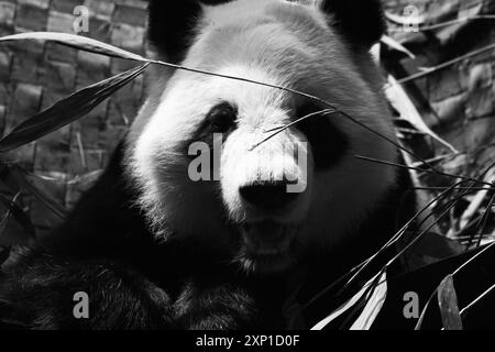 Riesenpanda im Zoo von Atlanta Stockfoto