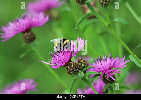 Eine Weissschwanzhummel sammelt Pollen aus dem distelartigen Knapweed (Centaurea Nigra, Black Knapweed). Englische Wildblumenwiese, Juli Stockfoto