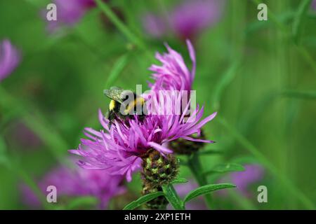 Eine Weissschwanzhummel sammelt Pollen aus dem distelartigen Knapweed (Centaurea Nigra, Black Knapweed). Englische Wildblumenwiese, Juli Stockfoto