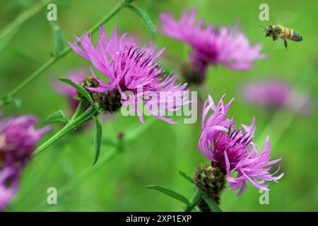 Eine Honigbiene fliegt in Richtung eines gewöhnlichen Knapweed (Centaurea Nigra, Black Knapweed) mit einem distelartigen lila Blütenkopf. Wildblumenwiese, England. Juli Stockfoto