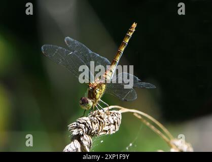 Gewöhnliche Darter Libelle, die auf Gras thront. Stockfoto