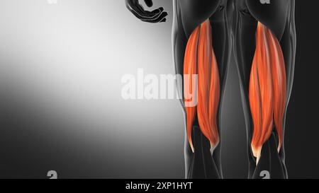 Anatomie der Oberschenkelmuskulatur Stockfoto