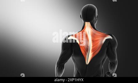 Anatomie der Trapeziusmuskulatur Stockfoto