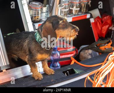 Pathogenspuerhund im Einsatz der Pathogenspuerhund Albert wartet auf seinen Einsatz zur Baumkontrolle auf der Straße bei Karow Landkreis Vorpommern-Rügen. Der zweijaehrige Rauhaardackel sucht die Wurzelpilze Lackporling und Baumkrustenpilz, da diese die Standsicherheit der Strassenbaeume gefaehrden, Albert ist der einzige Gehoelzpathogenspuerhund im Bundesland Mecklenburg-Vorpommern und ist Mitarbeiter bei der Firma Baumpflege Vorpommern. Karow Mecklenburg-Vorpommern Deutschland *** Erregernachweis Hund in Aktion der Erregernachweis Hund Albert wartet darauf, dass er zur Kontrolle von Bäumen auf dem eingesetzt werden kann Stockfoto