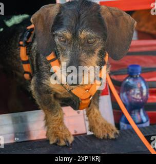 Pathogenspuerhund im Einsatz der Pathogenspuerhund Albert wartet auf seinen Einsatz zur Baumkontrolle auf der Straße bei Karow Landkreis Vorpommern-Rügen. Der zweijaehrige Rauhaardackel sucht die Wurzelpilze Lackporling und Baumkrustenpilz, da diese die Standsicherheit der Strassenbaeume gefaehrden, Albert ist der einzige Gehoelzpathogenspuerhund im Bundesland Mecklenburg-Vorpommern und ist Mitarbeiter bei der Firma Baumpflege Vorpommern. Karow Mecklenburg-Vorpommern Deutschland *** Erregernachweis Hund in Aktion der Erregernachweis Hund Albert wartet darauf, dass er zur Kontrolle von Bäumen auf dem eingesetzt werden kann Stockfoto