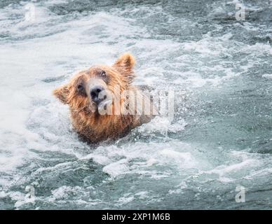 Alaska-Braunbär schüttelt Wasser ab. Brooks River. Katmai Nationalpark. Alaska. Stockfoto