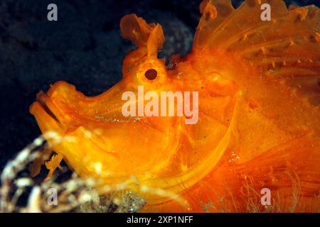 Nahaufnahme eines Gelben Schaufellappen-Skorpionfisches (Rhinopias eschmeyeri). Ambon, Indonesien Stockfoto