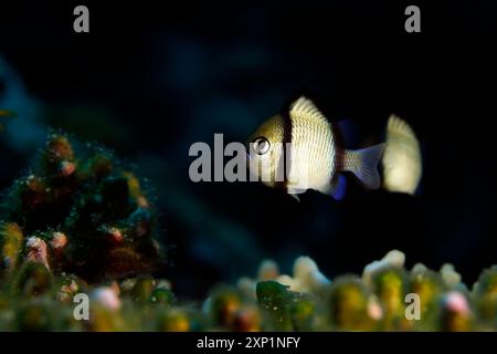Zweistreifenmädchen (Dascyllus reticulatus) an einer Koralle. Ambon, Indonesien Stockfoto