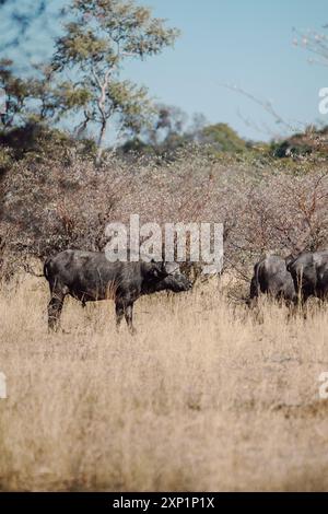 Eine vertikale Aufnahme einer kleinen Herde afrikanischer Büffel, die an einem sonnigen Tag in Namibia in der Savanne weidet, mit Bäumen und klarem blauem Himmel im Hintergrund Stockfoto