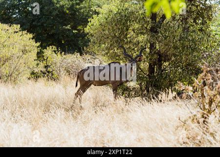 Eine größere Kudu Antilope, die an einem sonnigen Tag in Namibia in einem Wildreservat auf einem grasbewachsenen Feld mit Bäumen im Hintergrund steht Stockfoto