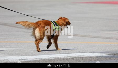 Vicenza, VI, Italien - 23. Mai 2024: Ausgebildeter Hund der italienischen Feuerwehr Hundeeinheit bei der Suche nach Vermissten Stockfoto