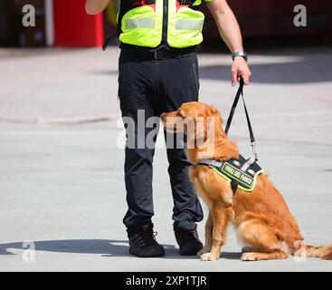 Vicenza, VI, Italien - 23. Mai 2024: Ausgebildeter Hund der italienischen Feuerwehr Hundeeinheit und Trainer bei der Suche nach Vermissten Stockfoto