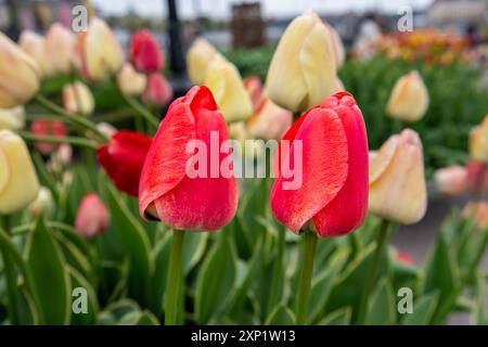 Zwei leuchtend rote Tulpen heben sich zwischen einem Feld aus cremefarbenen und rosa Tulpen hervor. Die roten Tulpen sind scharf, während der Hintergrund unscharf ist. King's Garden Stockfoto