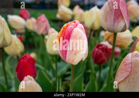 Eine einzelne rosa-weiße Tulpe hebt sich von einem Feld anderer Tulpen ab, deren Blütenblätter sich sanft öffnen und die Schönheit der blühenden Blüte zeigen Stockfoto