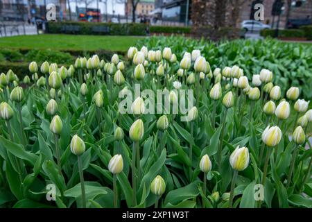 Ein blühendes Feld weißer Tulpen mit zarten Blütenblättern und leuchtend grünen Blättern. Tulpen sind dicht angeordnet und bilden eine schöne und natürliche Form Stockfoto