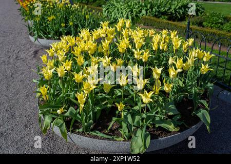 Eine Nahaufnahme eines Gartentopfes, gefüllt mit gelben Tulpen in Blüte. Die Blüten sind in einem dichten Cluster angeordnet, wodurch eine wunderschöne und natürliche Landschaft entsteht Stockfoto