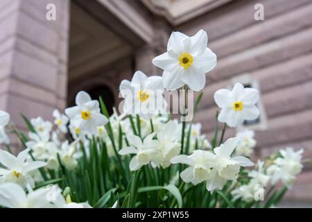 Eine Gruppe weißer Narzissen in Blüte mit gelben Mittelpunkten vor einem verschwommenen Hintergrund eines Gebäudes. King's Garden, Stockholm, Schweden. Stockfoto