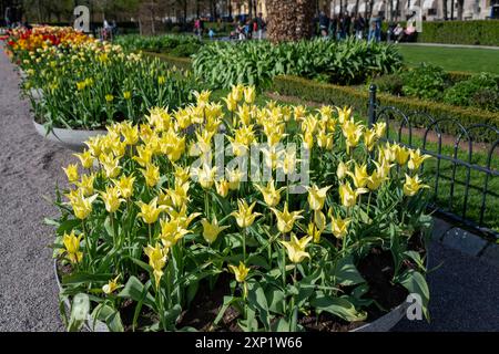 Eine Nahaufnahme eines Gartentopfes, gefüllt mit gelben Tulpen in Blüte. Die Blüten sind in einem dichten Cluster angeordnet, wodurch eine wunderschöne und natürliche Landschaft entsteht Stockfoto