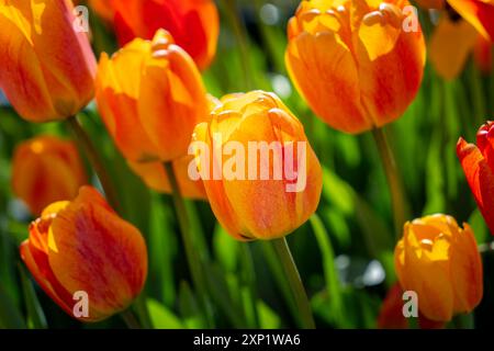 Ein wunderschönes Nahbild eines Feldes aus orangefarbenen Tulpen in voller Blüte. Die Tulpen werden von der Sonne beleuchtet, wodurch eine lebendige und farbenfrohe Darstellung entsteht. King's G Stockfoto