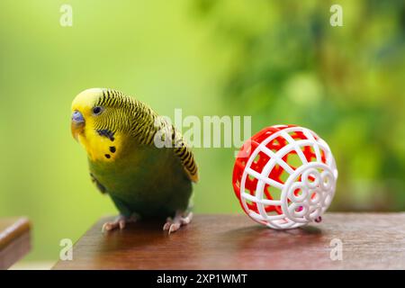 Hauspapagei. Niedlicher Wellensittich und Spielzeugball auf Holztisch Stockfoto