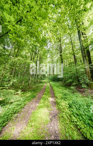 Begeben Sie sich auf einen friedlichen Pfad, der vollständig von der lebhaften und üppigen grünen Waldlandschaft umgeben ist Stockfoto