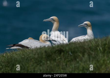 Northern Gannet (Morus bassanus) in der Nähe der kleinen Gruppe an der Kolonie am Kap St. Mary's, Ökologische Reserve Newfooundland Kanada Stockfoto