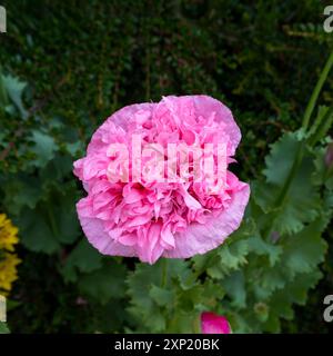 Schöner rosafarbener Opiummohn, auch bekannt als Ölmohn, aber botanischer Name ist Papaver somniferum. Stockfoto