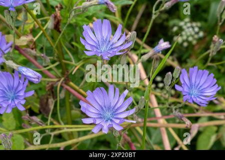 Violette Bergsalat Lactuca blühende Pflanze findet sich oft in felsigen Böschungen und am Straßenrand. Der botanische Name ist Lactuca perennis. Stockfoto