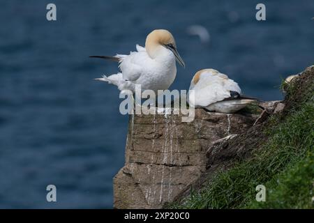 Northern Gannet ( morus bassanus) Paare nisten am Cape St. Mary's, Ecological ReserveNewfooundland Canada Stockfoto