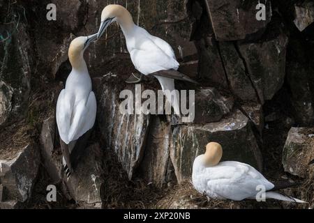 Northern Gannet (Morus bassanus) ritual Anzeige gestecktem Paar bei Cape St. Mary's, Newfooundland Kanada Stockfoto