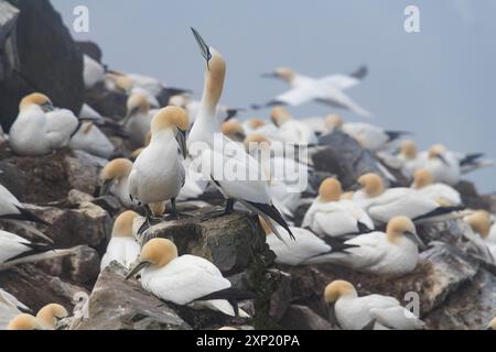 Northern Gannet ( morus bassanus) Paarung am Cape St. Mary's, Newfooundland Kanada Stockfoto