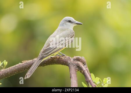 Tropical Kingbird (Tyrannus melancholicus). Punta Culebra, Smithsonian. Panama. Stockfoto