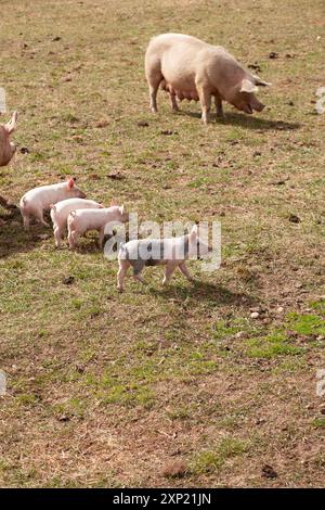 Eine Gruppe von Freilandschweinen und Ferkeln genießt ihre Zeit beim Weiden auf einem Bio-Bauernhof. Das Bild zeigt die natürliche und gesunde Lebensweise der Schweinehaltung in einer nachhaltigen Umgebung. Stockfoto