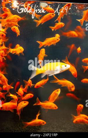 Ein unverwechselbarer Goldfisch mit einzigartigen Farben hebt sich von einer Schule lebendiger Orangenfische in einem Aquarium ab und symbolisiert Individualität. Stockfoto