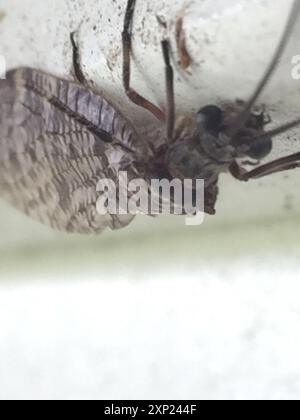 Neuseeländische Dobsonfly (Archichauliodes diversus) Insecta Stockfoto