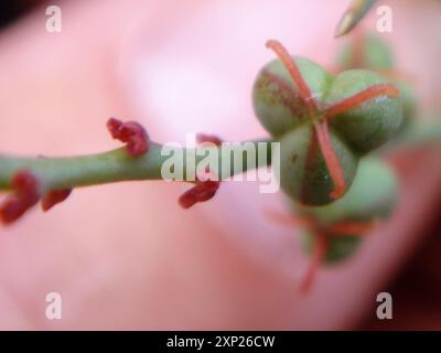 Schmalblättrige Stillingia (Stillingia linearifolia) Plantae Stockfoto