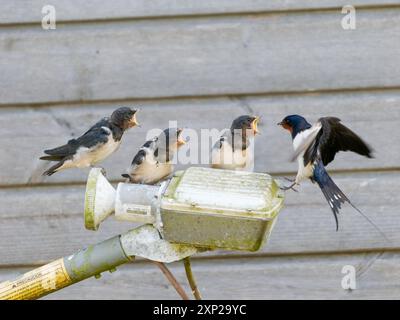 Schlucken Sie Jungvögel, die sich von einem Elternteil auf einer alten stillgelegten Satellitenschüssel ernähren Stockfoto