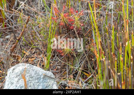 Gruppe von Drosera glabripes (eine fleischfressende Pflanze) in natürlichem Lebensraum bei Stanford im Westkap Südafrikas Stockfoto