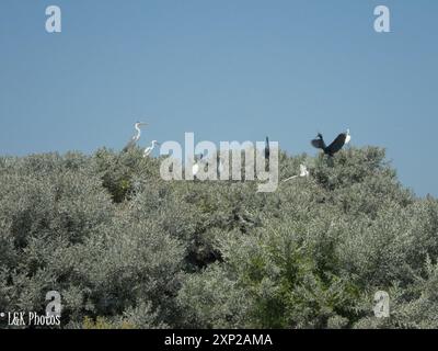 Dimorphe Egret (Egretta garzetta dimorpha) Aves Stockfoto