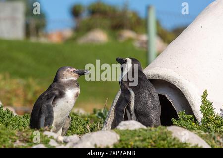 Pinguinpaar am Stony Point in Betty's Bay im Westkap von Südafrika Stockfoto
