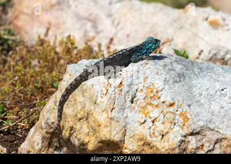 Der Southern Rock Agama (Agama atra), der nahe der Betty's Bay im Westkap Südafrikas zu sehen ist Stockfoto