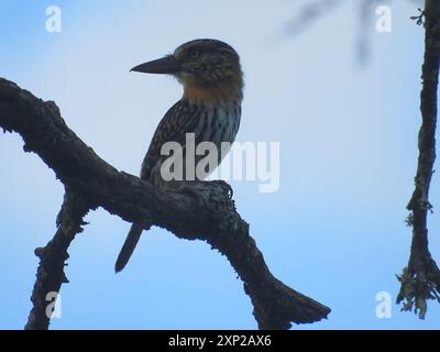 Punktpuffvogel (Nystalus maculatus) Aves Stockfoto