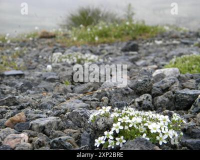 Tundra Sandkraut (Arenaria pseudofrigida) Plantae Stockfoto